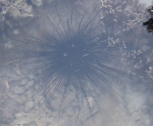 Gef&auml;hrlicher See-Igel mit langen Stacheln