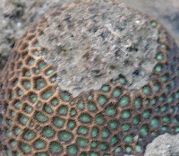 Belaufene Koralle in Malaysia