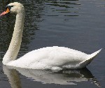 Schwan rechts