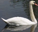 linker _Schwan